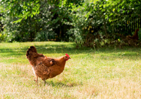 Rooster and chickens grazing on the grassの写真素材