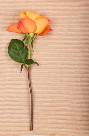 Orange rose on a brown paper backgroundの写真素材