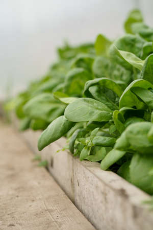 Baby spinach growing in an urban garden in a greenhouse. Dark green spinach leaves close upの写真素材
