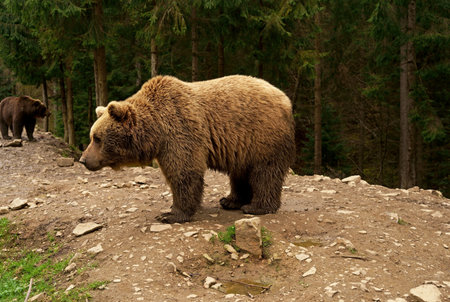 Large, powerful Carpathian Brown Bear walking in the wild transylvanian forest in natural...