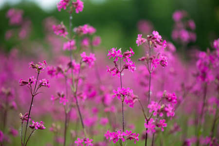 Nature summer background with pink flowers in the meadow at sunny day.の写真素材