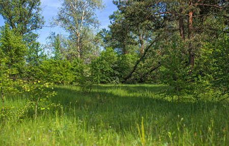 The toasted fragrant grain . Coffee beans textureの写真素材