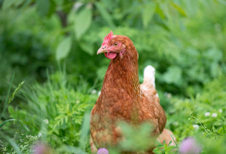 Brown young chicken in the garden walks on the grassの写真素材