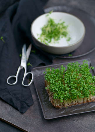 Fresh microgreens on a black background. Growing sprouts for a healthy salad.