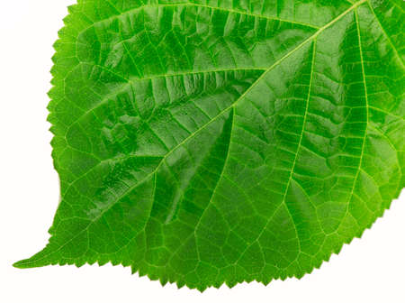 green leaf on white background