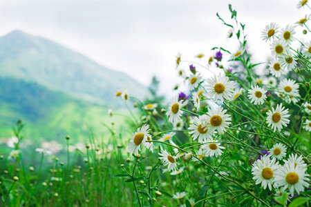 chamomile glade against the background of mountainsの写真素材