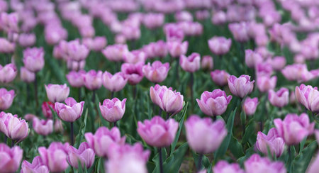 Beautiful tulip macro with a red bulbfield in the background in springの写真素材