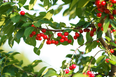 Red cherries in the trees of the traditional orchard.