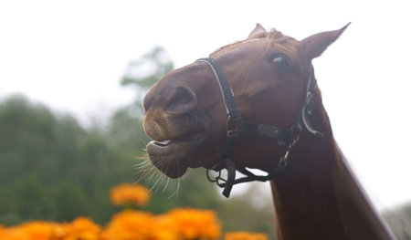 horse portrait. cute funny brown horse standing near fence on green meadow. rustic horse farmの写真素材