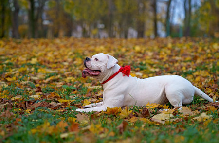 dog in autumn park. Funny happy cute dog breed american bulldog runs smiling in the fallen leaves.の写真素材