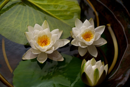 Beautiful water lily flower with reflectionの写真素材
