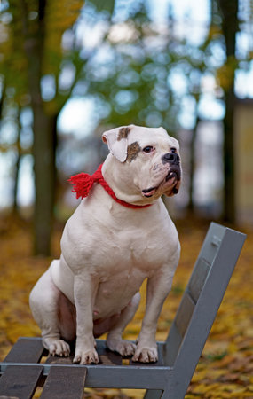 dog in autumn park. Funny happy cute dog breed american bulldog runs smiling in the fallen leaves.の写真素材