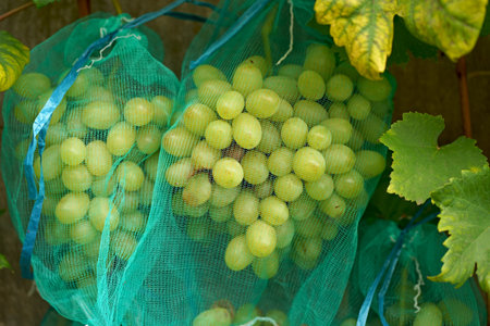 Close-up of grapes hanging from a branch in a vineyard. Sweet and delicious bunch of grapes on the vine. Green grapes on the vine. A branch of grapes is ready for harvest. Selective focus.の写真素材