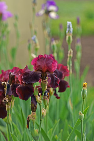 Close-up of purple iris flowers. Lots of irises. Large cultivated flowers of bearded iris Iris...