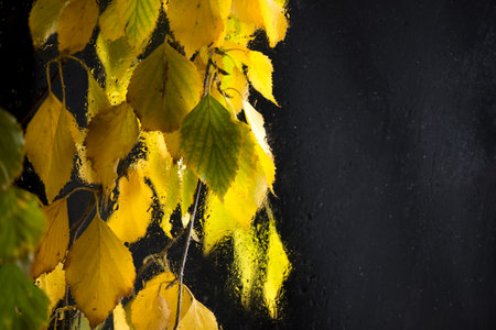 Autumn form. Yellowed birch branches through a wet rainy windowの写真素材