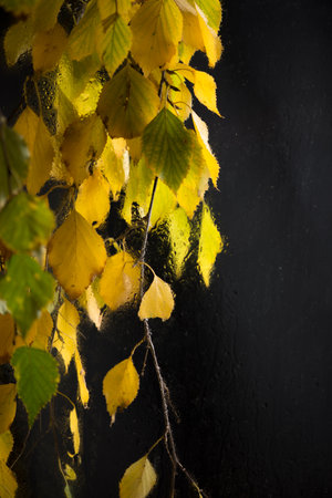Autumn form. Yellowed birch branches through a wet rainy windowの写真素材