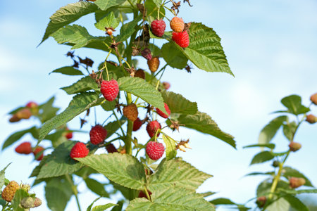 branch of ripe raspberries in a garden