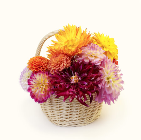 Blooming pink, red and white dahlia flowers in decorative wicker basket isolated on whiteの写真素材