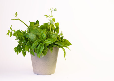 Fresh spicy aromatic herbs in a transparent glass beaker with water. Basil, sage, thyme, tarragon on a white background.の写真素材