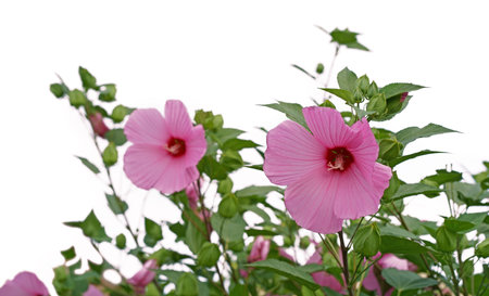 Hibiscus moscheutos, the rose mallow, swamp rose-mallow is a species of flowering plant in the family Malvaceae.の写真素材