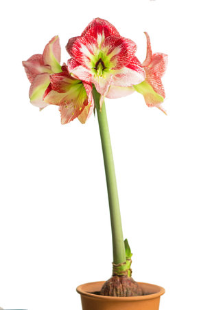 amaryllis flower blooming isolated with clipping path on white background, Amaryllis, Hippeastrums flowersの写真素材