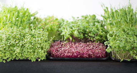 The concept of a healthy diet, growing microgreens - boxes of red amaranth, mustard, arugula, peas, cilantro on a home white windowsill. I cut with scissorsの写真素材