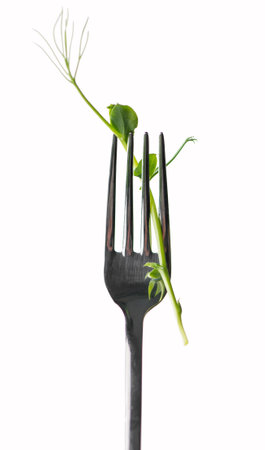 green pea sprout on fork isolated on white . Vegetarianism, healthy eating, growing microgreensの写真素材
