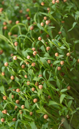 Healthy food concept, boxes with cilantro microgreens, super food. Felt board with the words Growing Microgreens.の写真素材