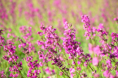 Bees collect pollen on the pink flowers of Ivan tea blooming Sally or fireweed on a summer morning. Nature background, close-upの写真素材