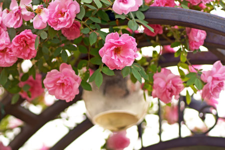 Beautiful Red rose on Black background. Petals of Blooming pink rose flower open, close-up. Holiday, love, birthday. Bud closeup.の写真素材