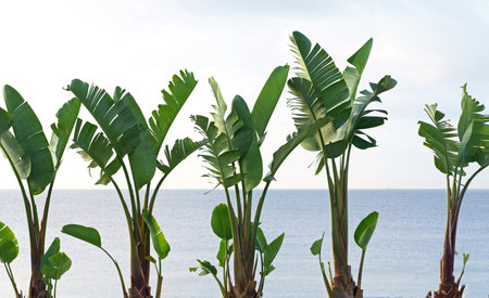 banana palms against the background of the seaの写真素材