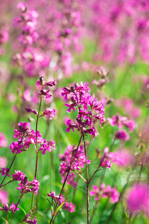 Bees collect pollen on the pink flowers of Ivan tea blooming Sally or fireweed on a summer morning. Nature background, close-upの写真素材