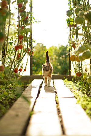 domestic cat walks in the garden. A tricolor cat walks in a greenhouse.の写真素材