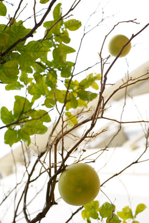 Pomelo tree Green fruit on a branch close-up. Or green grapefruit. Harvesting citrus fruits In gardenの写真素材