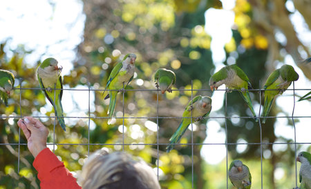Barcelona. City Park. People feed parrots. Monk parakeet , Group of green parakeets on a chain-link...