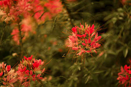 summer flowers look like butterflies. pink clusters of flowering shrub bloom in July