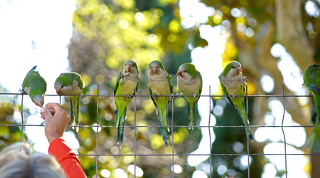 Barcelona. City Park. People feed parrots. Monk parakeet , Group of green parakeets on a chain-link fence and the hand of a person feeding themの写真素材
