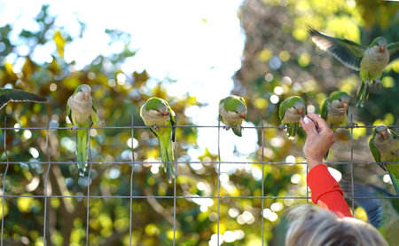 Barcelona. City Park. People feed parrots. Monk parakeet, Group of green parakeets on a chain-link...