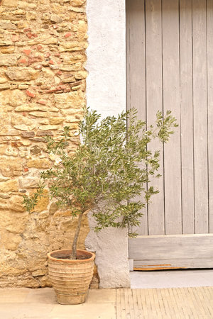 Coast of the Costa Brava. Catalonia. Old village in Spain. Charming old streets. Typical village with beautiful stone houses. Olive tree growing in a pot near the houseの写真素材