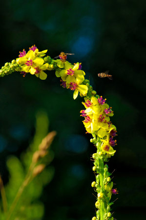 Flying honey bee collecting pollen at yellow flower. Bee flying over the yellow flower in blur...
