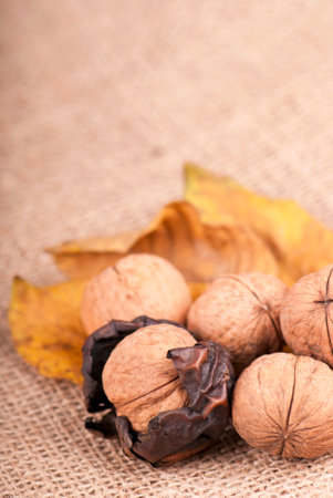 group of big walnuts with dry leaves on burlap on a wooden background.の写真素材