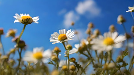 White daisies on a background of blue sky with clouds.の素材