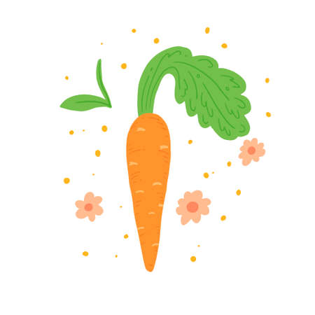 Carrot vector illustration isolated. Concept of healthy food, vegetable. Carrot have abstract, simple cartoon, hand drawn style.のイラスト素材