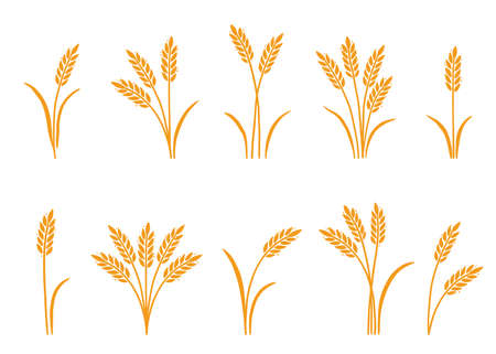 Wheat, barley, rice icon. Hand drawn sketch style oat with grain. Wheat isolated vector illustration. Golden color barley.のイラスト素材