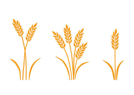 Wheat, barley, rice icon. Hand drawn sketch style oat with grain. Wheat isolated vector illustration. Golden color barley.のイラスト素材