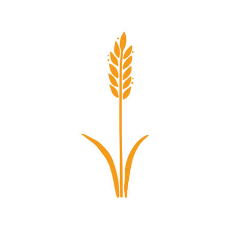 Wheat, barley, rice icon. Hand drawn sketch style oat with grain. Wheat isolated vector illustration. Golden color barley.のイラスト素材