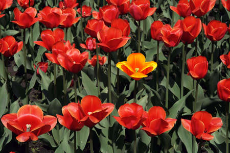 Bed with red dismissed spring tulips.