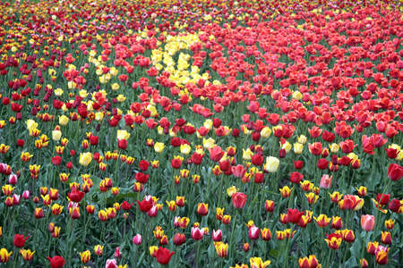 Many the beautiful revealed multi-coloured tulips on a floor.の写真素材