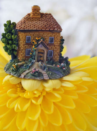  small house on the big yellow flower of  chrysanthemumの写真素材