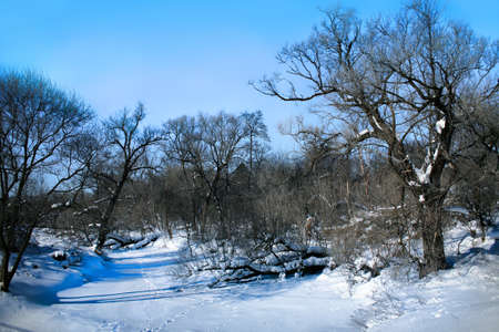 Beautiful winter landscape with the frozen river and treesの写真素材